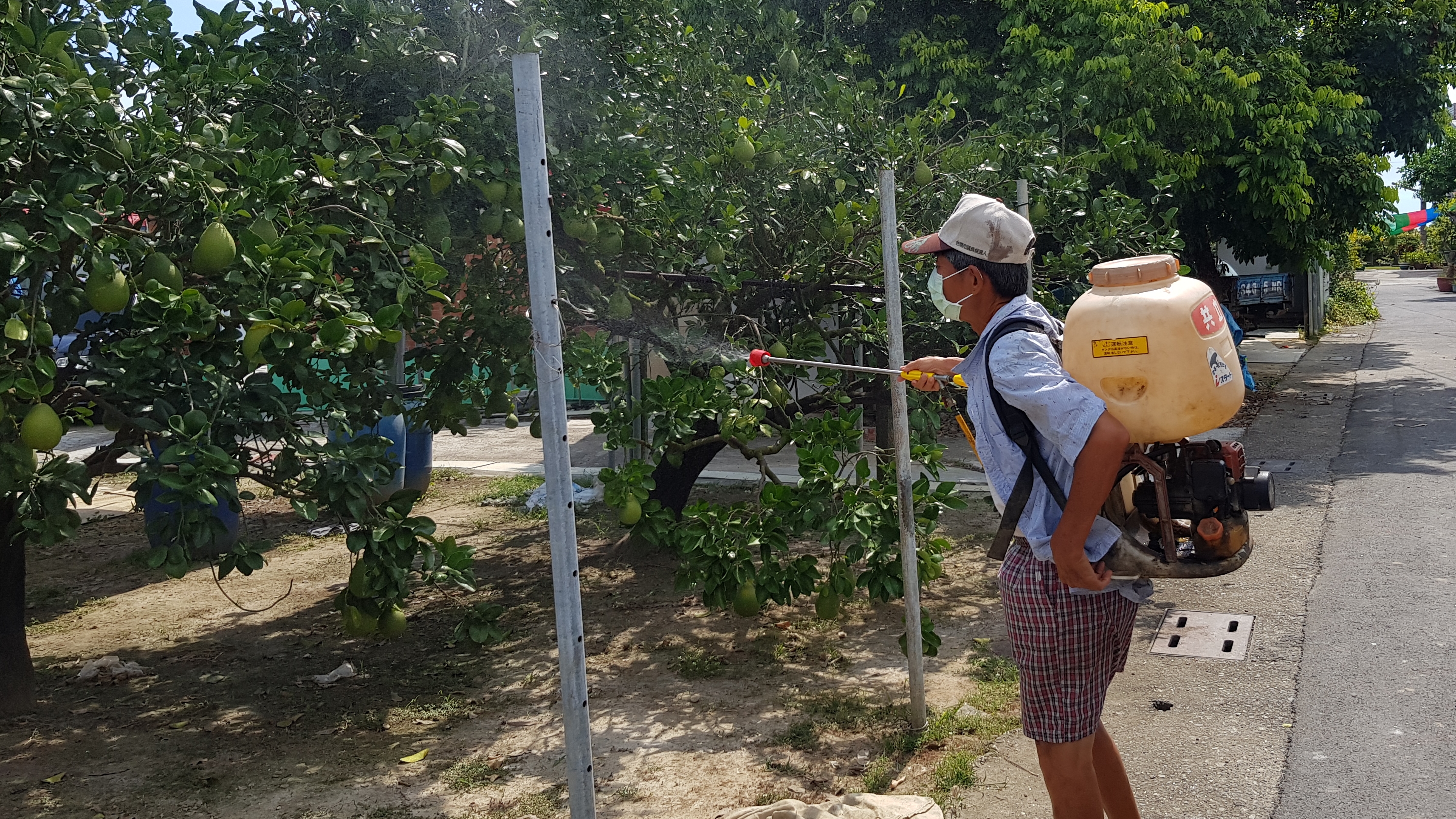 阿峰伯利用空檔顧文旦果園。韓旭爾攝 阿峰伯利用空檔顧文旦果園。韓旭爾攝